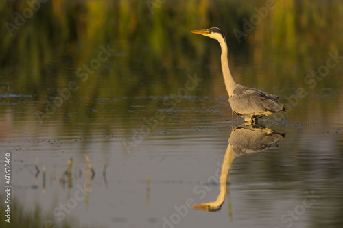 Héron cendré - Ardea cinerea - Grey Heron au marais du Crotoy © Alonbou