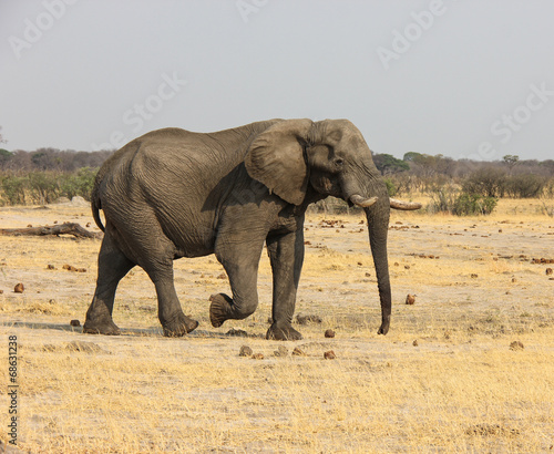Large elephant in zimbabwe