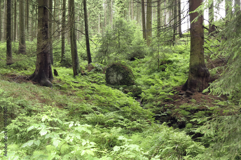 Obraz premium coniferous forest
