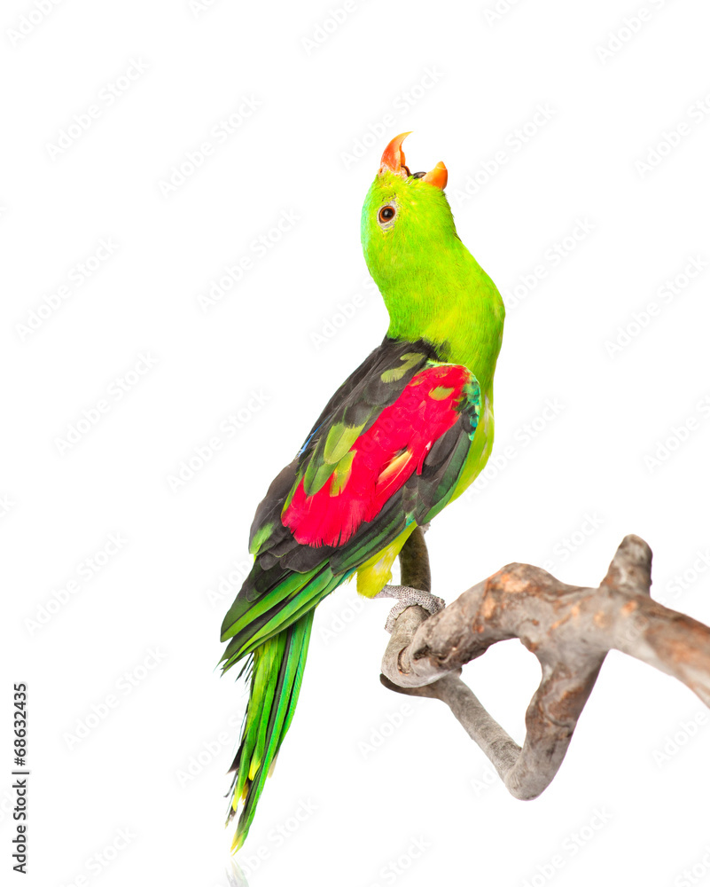 Fototapeta premium Screaming Red-Winged Parrot (Aprosmictus erythropterus) in profi