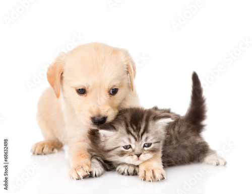 golden retriever puppy dog and british cat together. isolated on