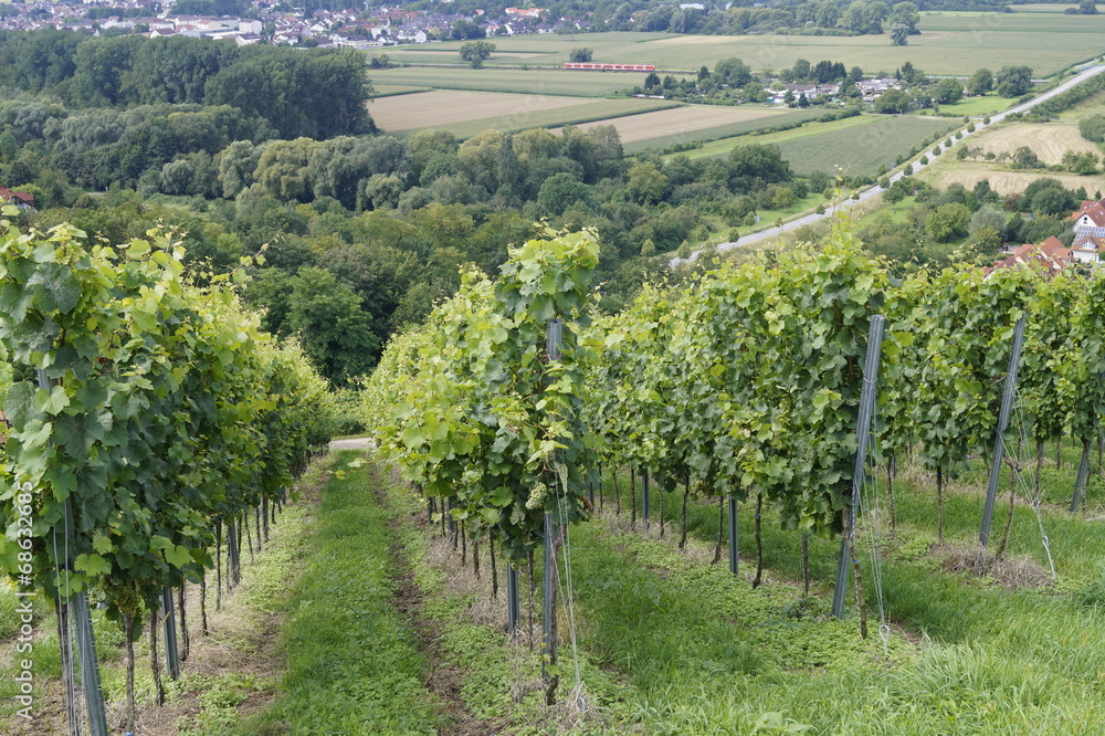 Weinreben oberhalb von Laudenbach an der Bergstrasse