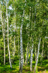 Crédence de cuisine Forêt de bouleaux Forêt de bouleaux baignée de lumière dorée  © dietwalther