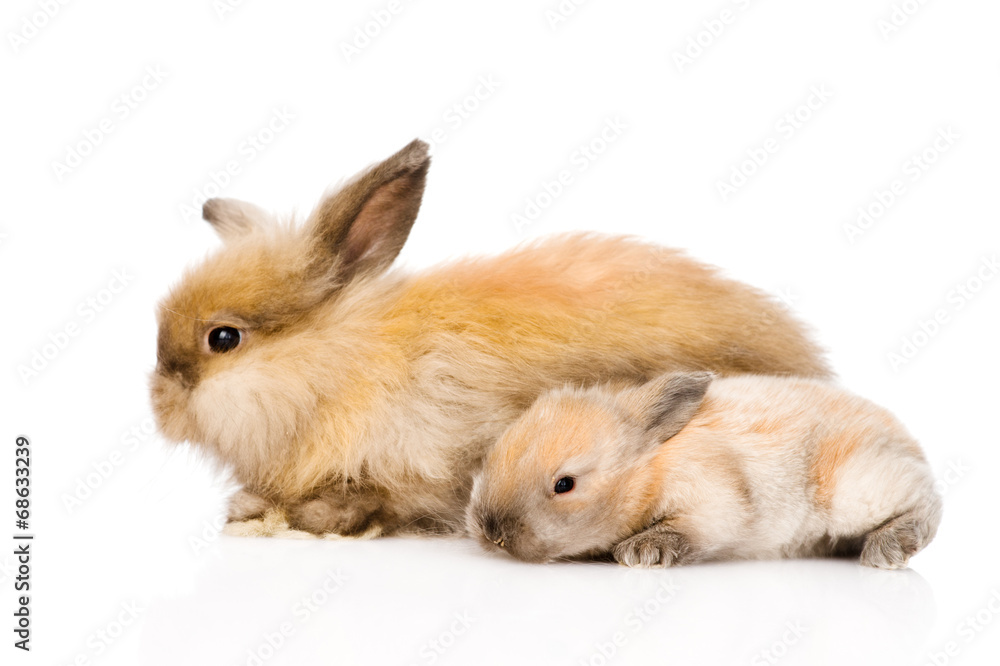 Two cute rabbits in profile. isolated on white background Two cute rabbits in profile. isolated on white background