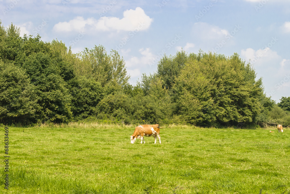 Grazing Cow