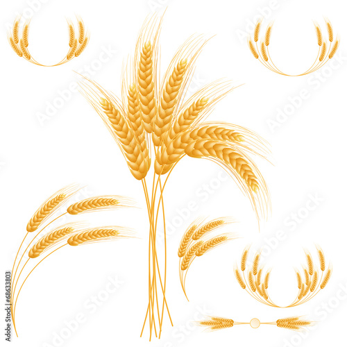 Ripe Ears wheat set. Isolated detailed template.