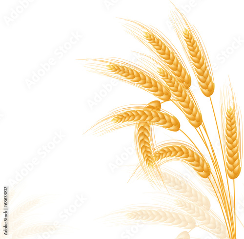 Ripe Ears wheat set. Isolated detailed template.
