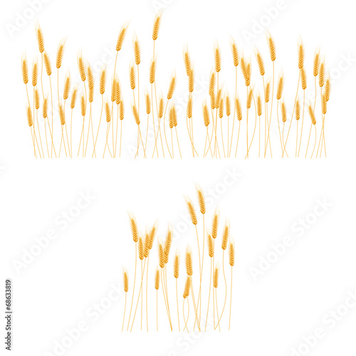 Ripe Ears wheat set. Isolated detailed template.