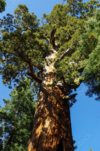 Yosemite National Park - Giants Sequoia © beppesensation