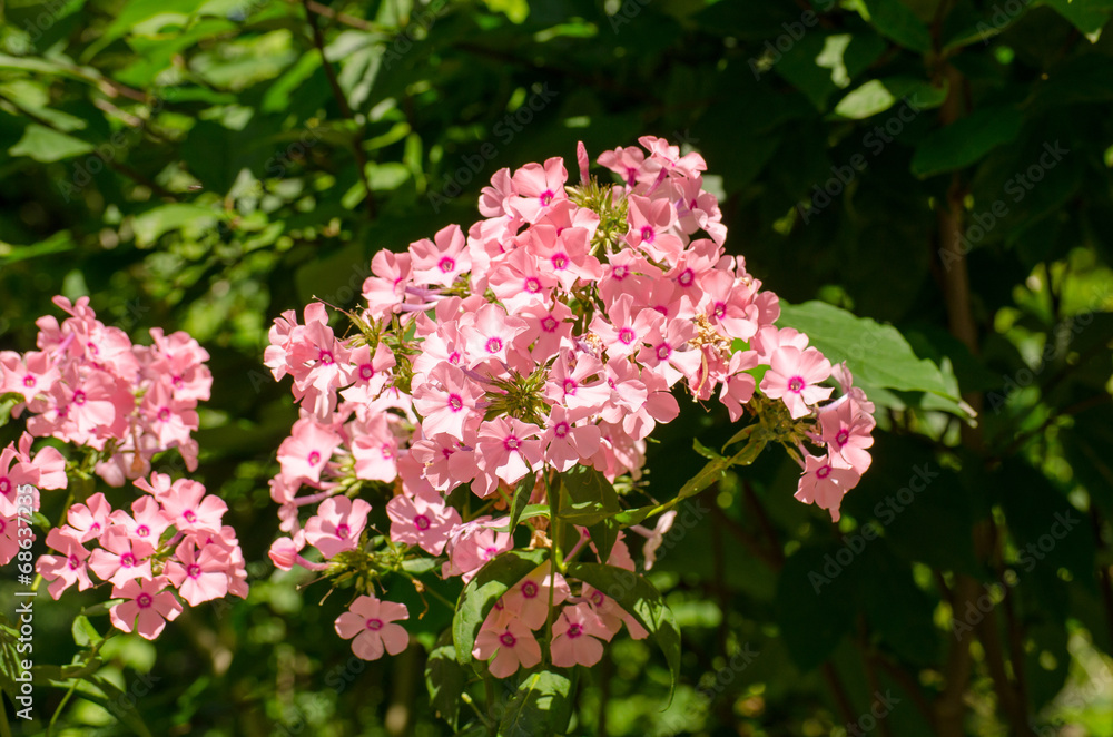 Natur_Wiese_Blume_Sonne_Wasser_3 Natur_Wiese_Blume_Sonne_Wasser_3