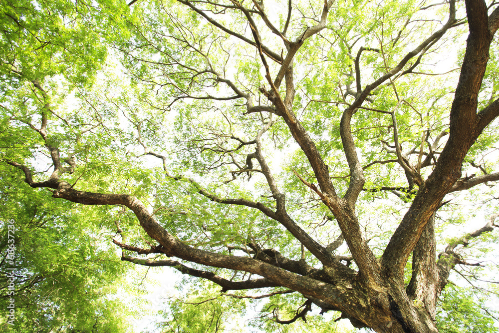 forest trees. nature green wood sunlight backgrounds. forest trees. nature green wood sunlight backgrounds.