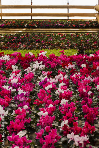 View of a large indoors flower nursery. © Mauro Rodrigues