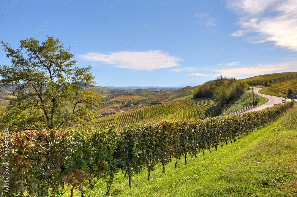 Fields and vineyards in Piedmont, Italy.