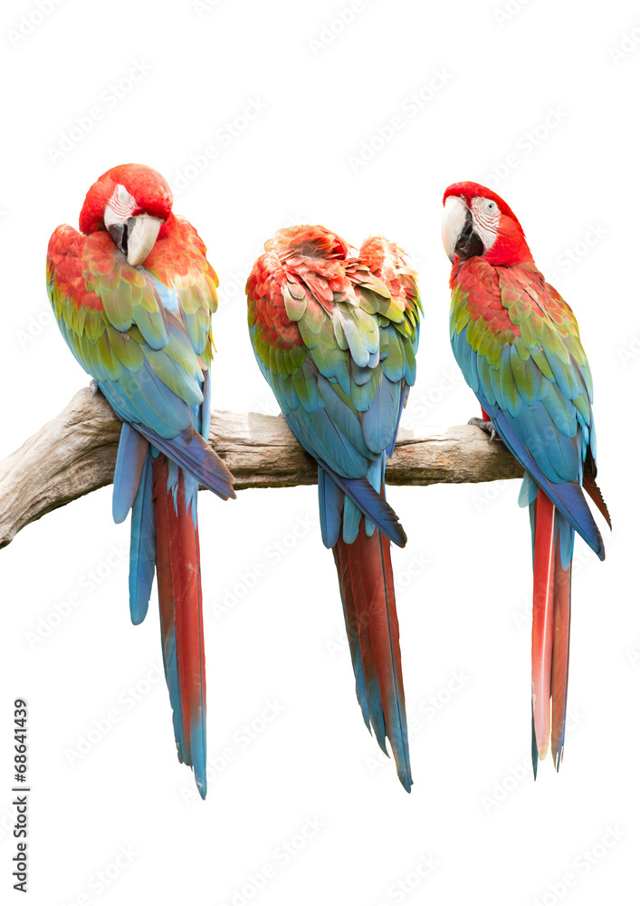 Colorful Red-and-green Macaw bird isolated on white background (