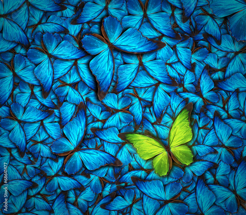 beautiful butterfly background #68641477