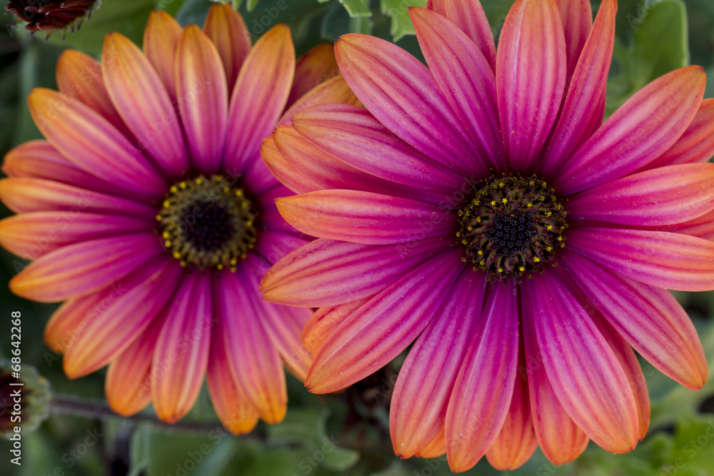 beautiful Osteospermum pink orange daisy flowers. beautiful Osteospermum pink orange daisy flowers.