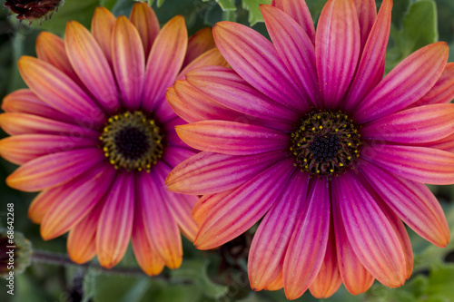 beautiful Osteospermum pink orange daisy flowers.