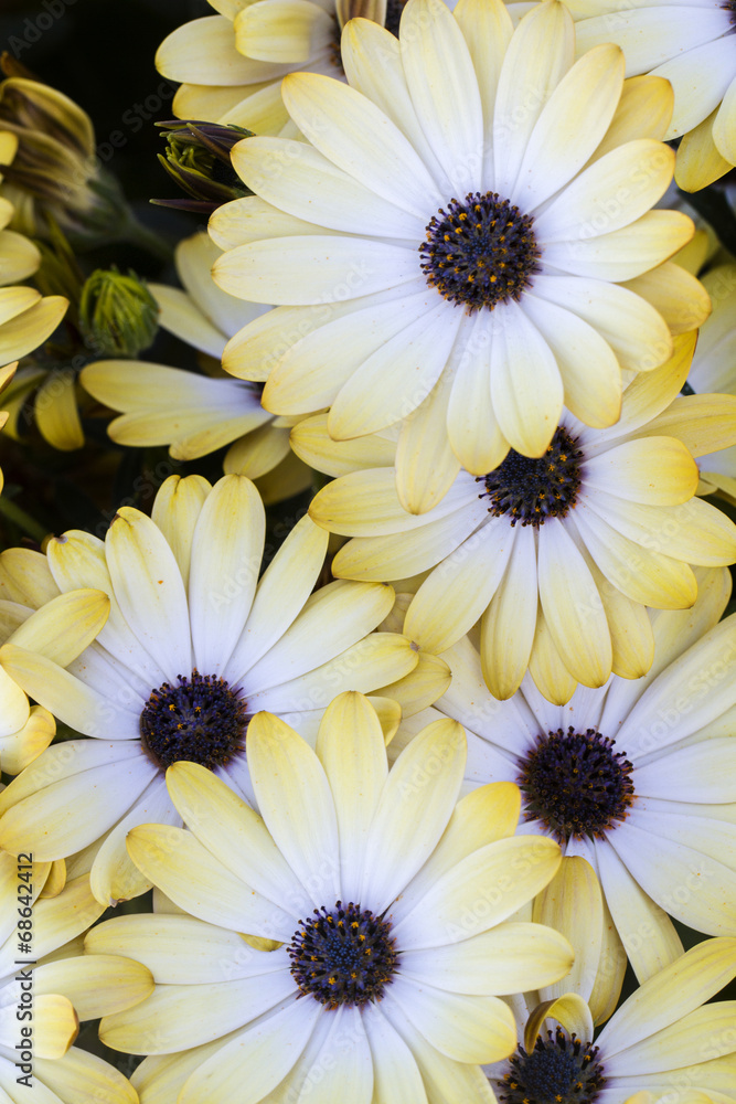 Close up view of the beautiful Osteospermum white flowers. - obrazy, fototapety, plakaty 