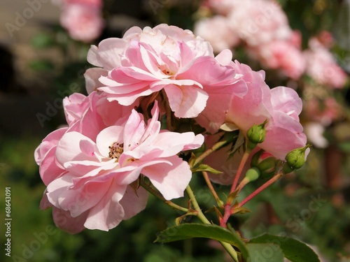 Fototapeta Naklejka Na Ścianę i Meble -  pink flowers of rose ornamental shrub