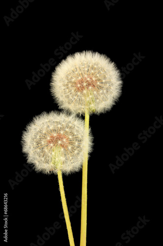 Dandelions on black background