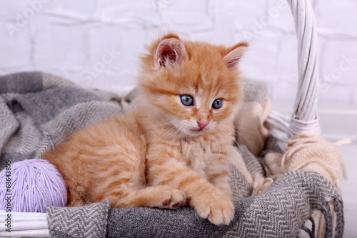 Cute little red kitten relaxing in basket, on light background