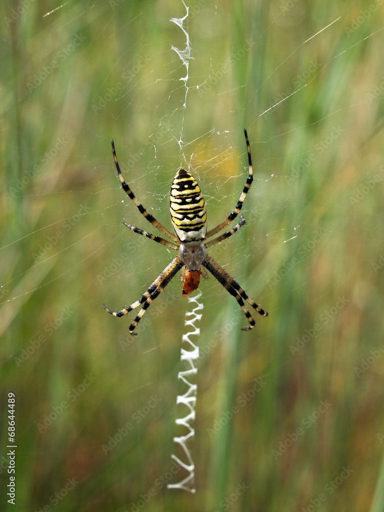 Ragno vespa (Argiope bruennichi) con preda Ragno vespa (Argiope bruennichi) con preda