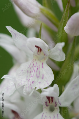 Geflecktes Knabenkraut, Dactylorhiza maculata