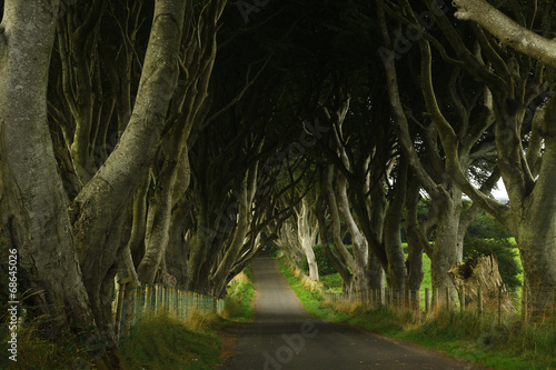 dark hedges - film location of game of thrones