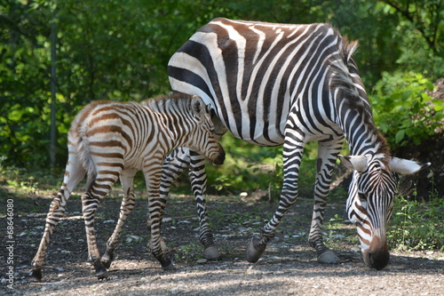 Grant's Zebra Foal With Mare