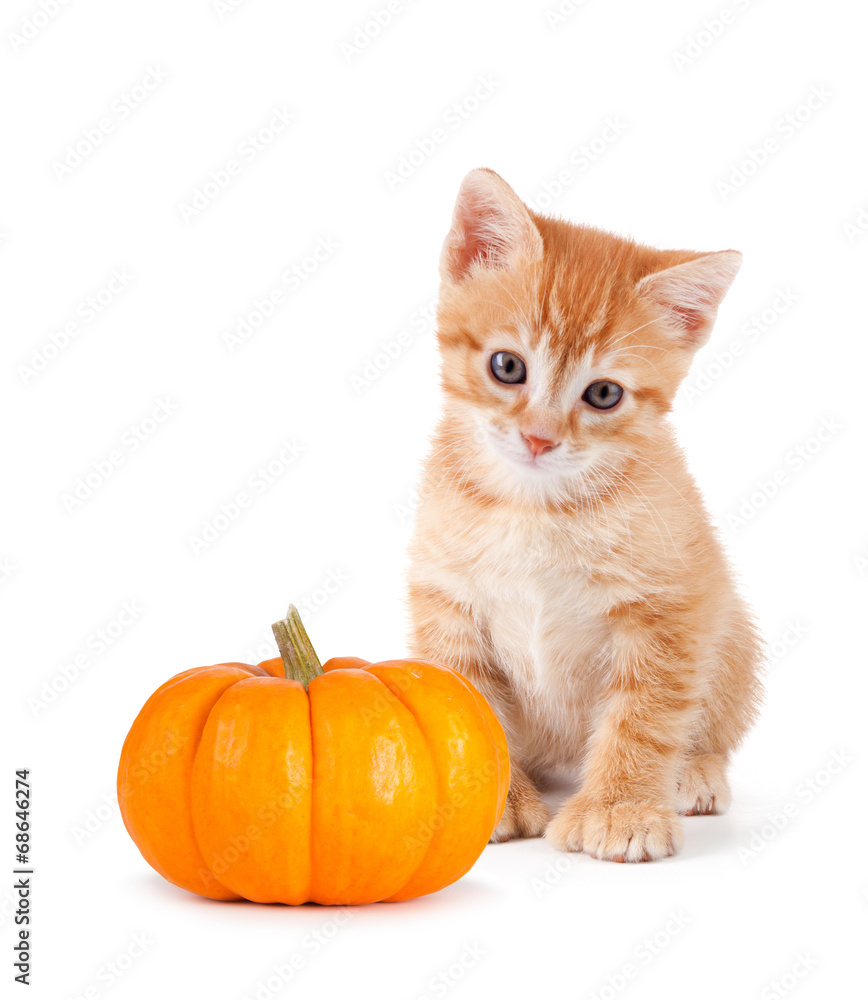 Cute orange kitten with mini pumpkin on white. Cute orange kitten with mini pumpkin on white.