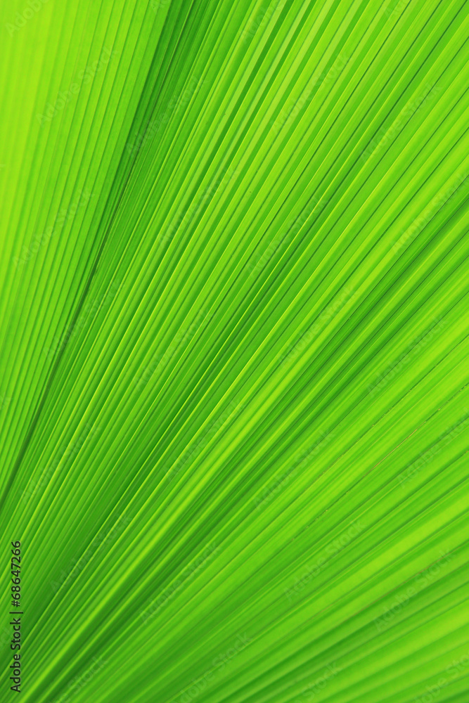 Texture of Green palm Leaf Texture of Green palm Leaf