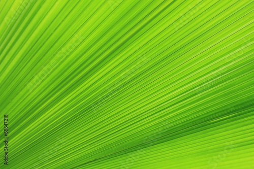 Texture of Green palm Leaf