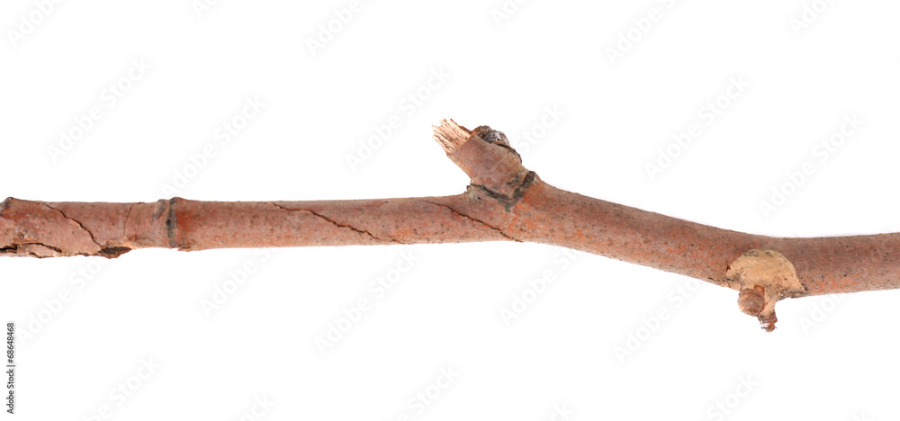 Dry tree branch isolated on white Dry tree branch isolated on white