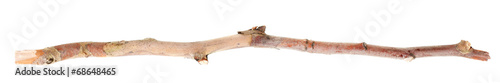 Fotografia, Obraz Dry tree branch isolated on white