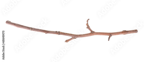 Canvas-taulu Dry tree branch isolated on white