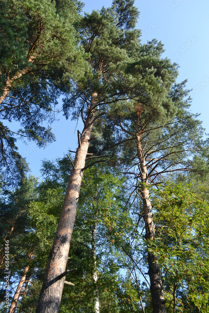 Fototapeta premium Forest in summer