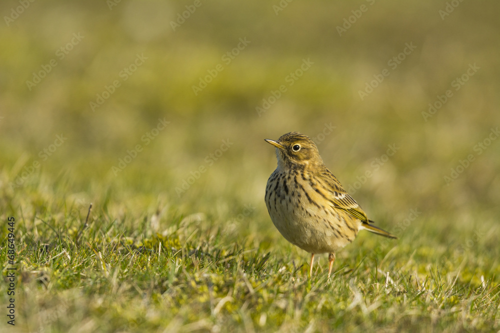 Pipit farlouse (Anthus pratensis - Meadow Pipit) dans les prairi Pipit farlouse (Anthus pratensis - Meadow Pipit) dans les prairi