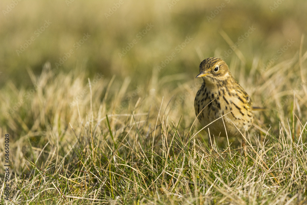 Pipit farlouse (Anthus pratensis - Meadow Pipit) dans les prairi Pipit farlouse (Anthus pratensis - Meadow Pipit) dans les prairi