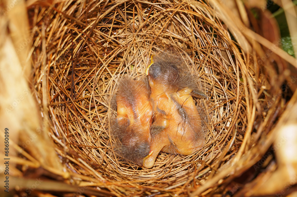 Bird nest with two chicks sleeping Bird nest with two chicks sleeping