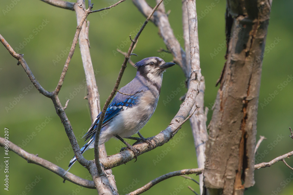 Blue Jay Blue Jay