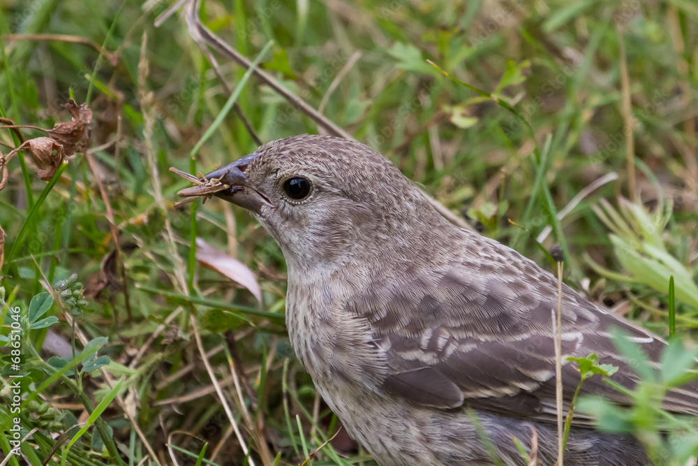 Brown-headed Cowbird Brown-headed Cowbird