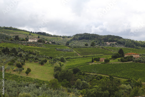 Vineyards in the Tuscany