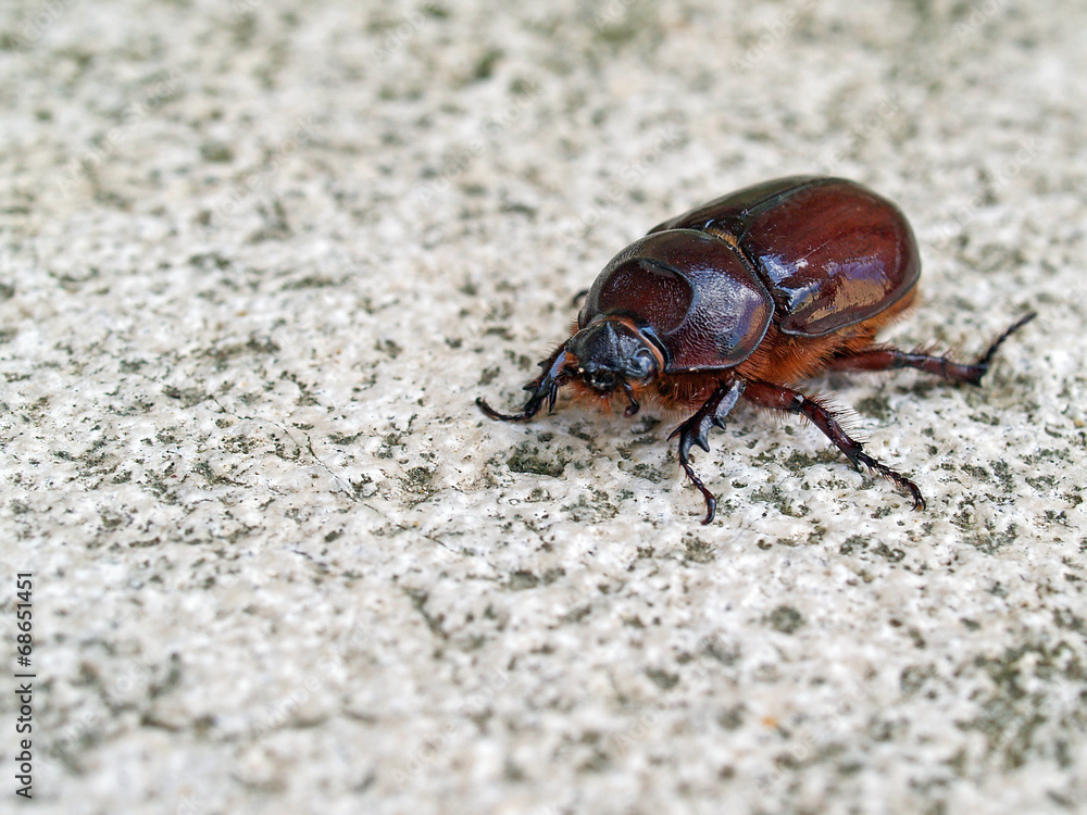 Femmina di scarabeo rinoceronte (Oryctes nasicornis) Femmina di scarabeo rinoceronte (Oryctes nasicornis)