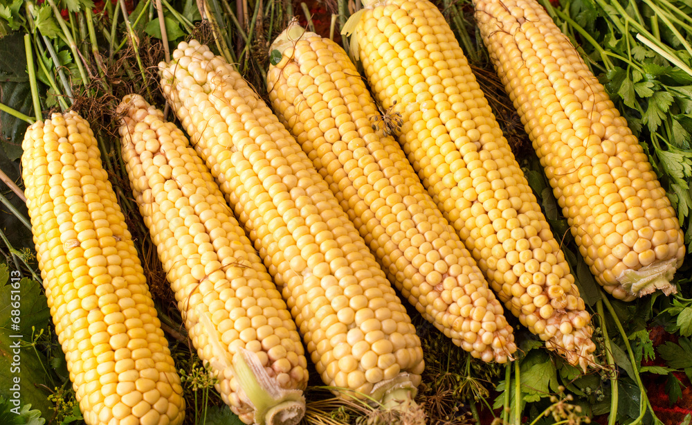 Yellow, fresh corn from the garden