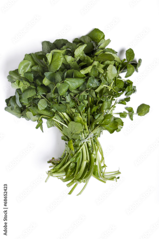 Fototapeta premium bunch of fresh watercress