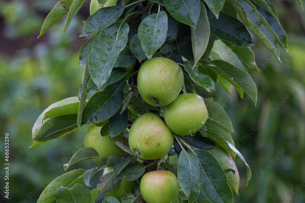 fresh wet apples on a appletree