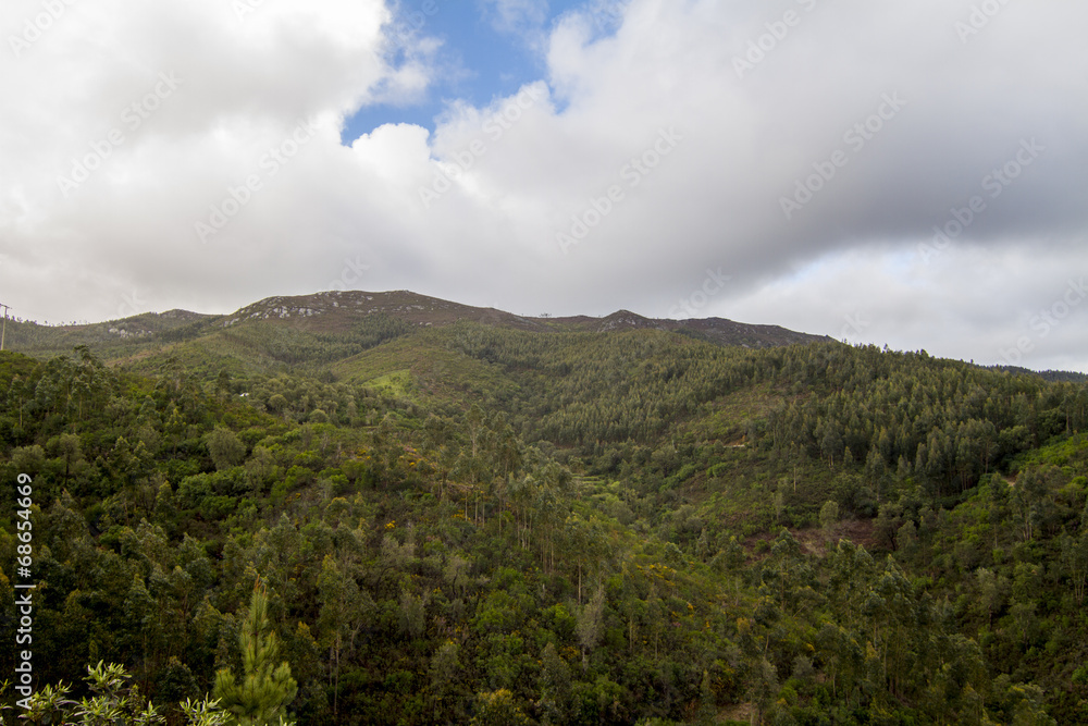 Landscape view of the lush and dense forest region