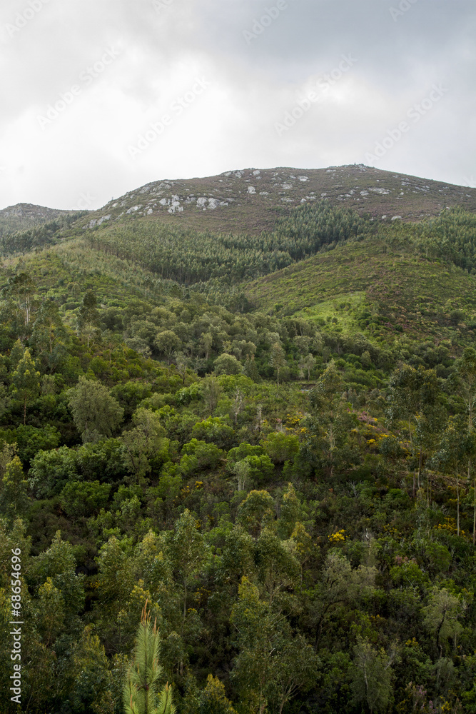 Fototapeta premium Landscape view of the lush and dense forest region