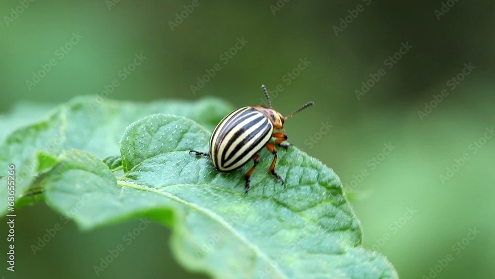Colorado potato beetle on green leafs Colorado potato beetle on green leafs