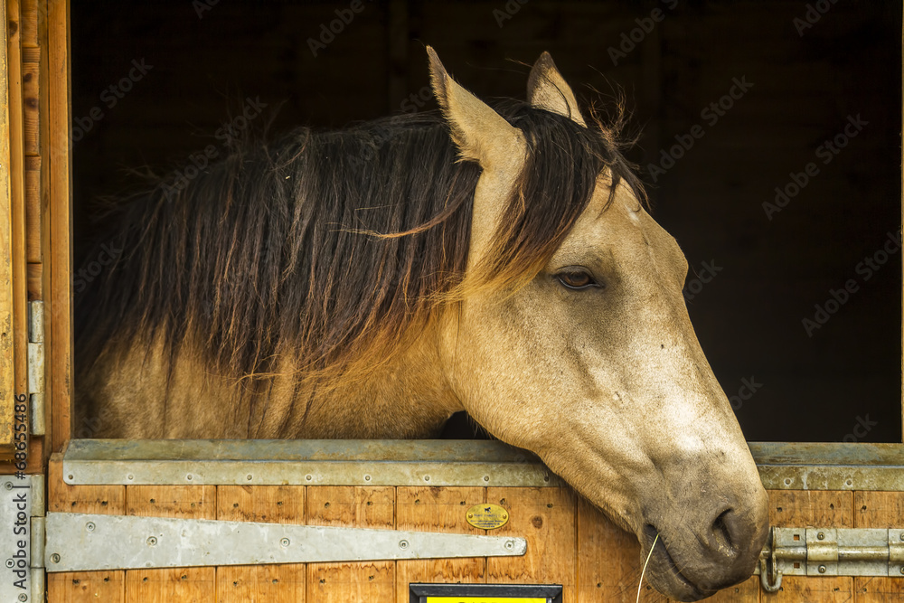 Fototapeta premium Sad horse in stables